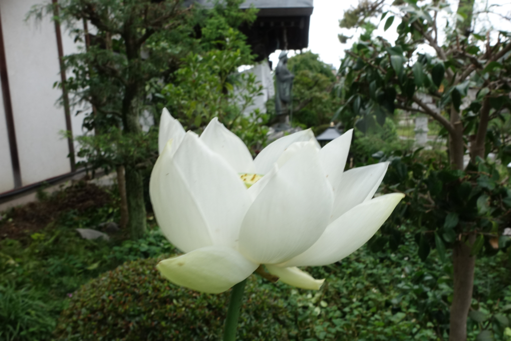 蓮の花